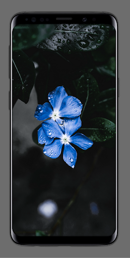 🌷 1000+ Flower Wallpapers (HD - Image screenshot of android app