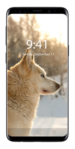 🐺 100+ Wolf Wallpapers - HD Wolf Backgrounds - Image screenshot of android app