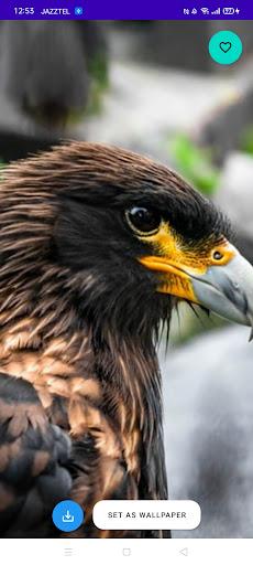 Eagle Wallpaper HD - عکس برنامه موبایلی اندروید