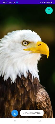 Eagle Wallpaper HD - عکس برنامه موبایلی اندروید