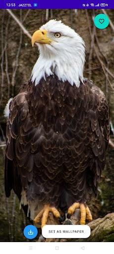 Eagle Wallpaper HD - عکس برنامه موبایلی اندروید