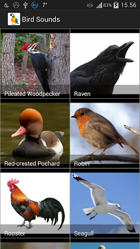 Bird Sounds - عکس برنامه موبایلی اندروید