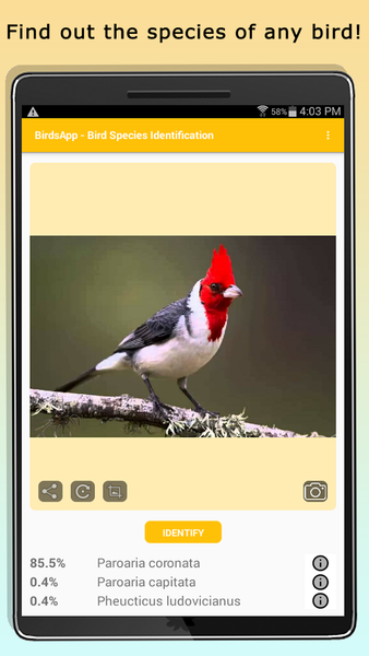BirdsID - Identify Birds - عکس برنامه موبایلی اندروید