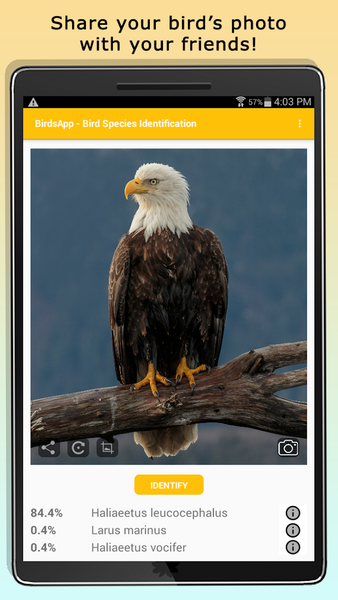 BirdsID - Identify Birds - عکس برنامه موبایلی اندروید