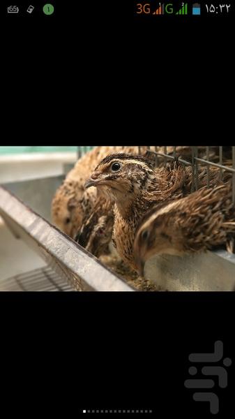 آموزش پرورش بلدرچین - عکس برنامه موبایلی اندروید