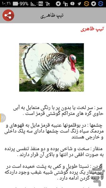 پرورش بوقلمون - عکس برنامه موبایلی اندروید