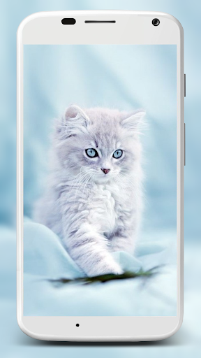 Cute Cats Wallpaper - Image screenshot of android app