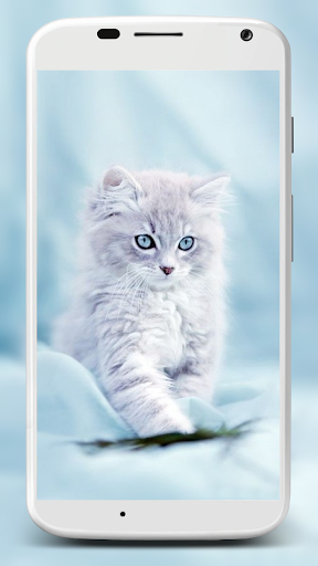 Cute Cats Wallpaper - عکس برنامه موبایلی اندروید