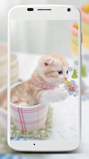 Cute Cats Wallpaper - عکس برنامه موبایلی اندروید