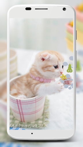 Cute Cats Wallpaper - Image screenshot of android app