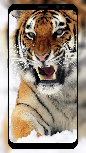 Tiger Wallpaper - Image screenshot of android app