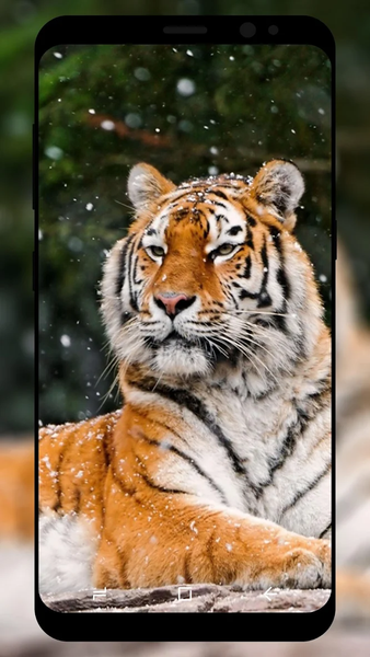 Tiger Wallpaper - عکس برنامه موبایلی اندروید