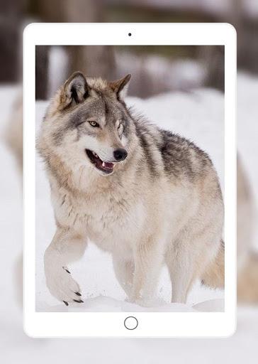 Wolf Wallpaper - عکس برنامه موبایلی اندروید