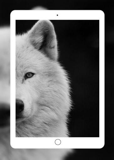 Wolf Wallpaper - عکس برنامه موبایلی اندروید