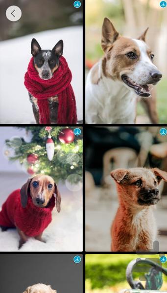 پس زمینه حیوانات - عکس برنامه موبایلی اندروید