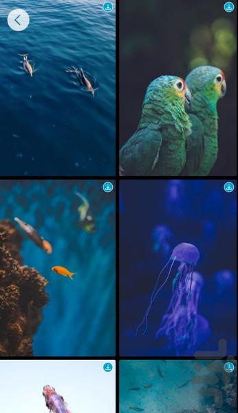 پس زمینه حیوانات - عکس برنامه موبایلی اندروید