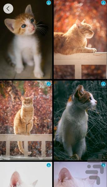 پس زمینه حیوانات - عکس برنامه موبایلی اندروید