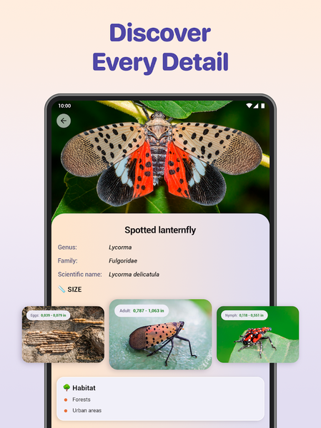 Bug ID - Insect Identifier - Image screenshot of android app