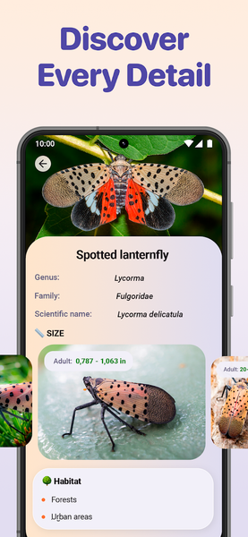 Bug ID - Insect Identifier - Image screenshot of android app