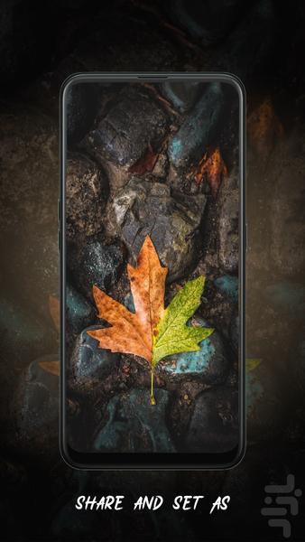 Wallpy - Best 4K, HD Wallpapers - Image screenshot of android app