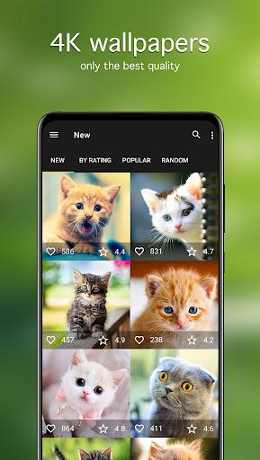 Cat Wallpapers & Cute Kittens - Image screenshot of android app