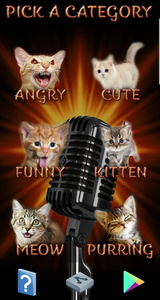 Angry Cat SOUNDS and PICTURES 
