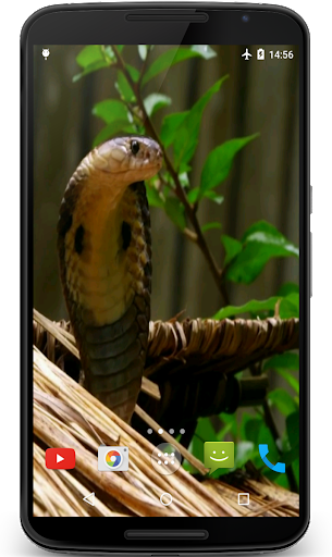 8233 King Cobra Images Stock Photos  Vectors  Shutterstock
