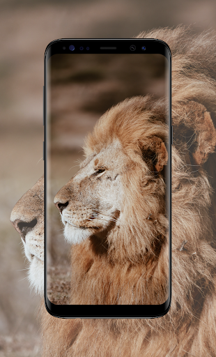 Lion King Wallpaper - عکس برنامه موبایلی اندروید