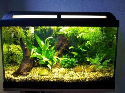 Aquarium Design Ideas - Image screenshot of android app