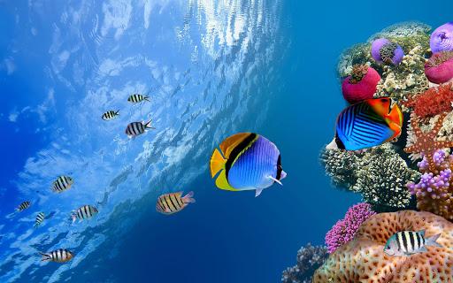 Aquarium Live Wallpaper - Image screenshot of android app