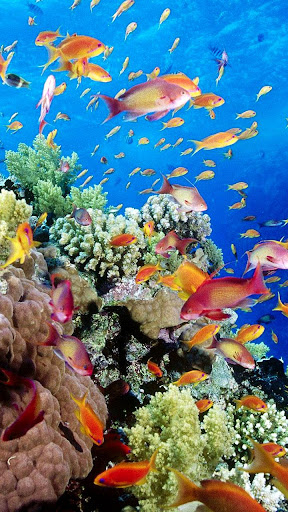 live aquarium fish wallpaper