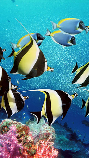 Animated Fish Wallpaper For Desktop Background Moving Wallpapers  फट शयर