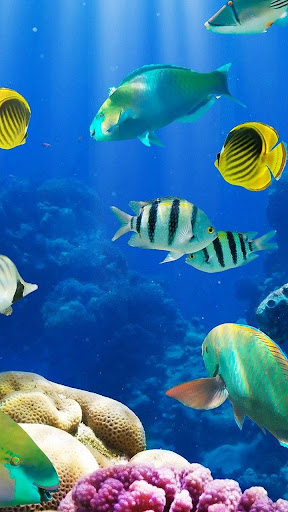 live aquarium wallpaper