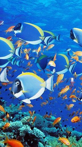 Aquarium Live Wallpaper - Image screenshot of android app