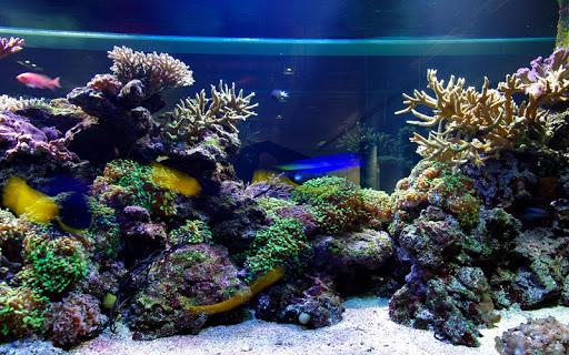 Aquarium Live Wallpaper - عکس برنامه موبایلی اندروید