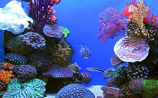 Aquarium Live Wallpaper - عکس برنامه موبایلی اندروید