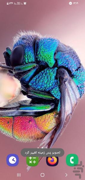 حشرات زیبا (تصویر زمینه) - عکس برنامه موبایلی اندروید