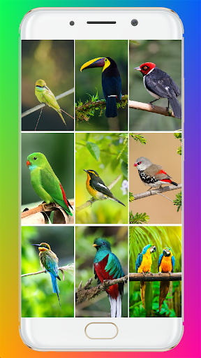 Bird Wallpaper HD - Image screenshot of android app