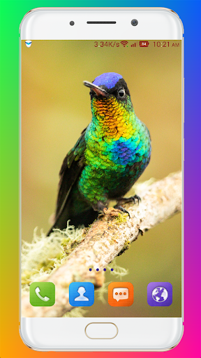 Bird Wallpaper HD - Image screenshot of android app