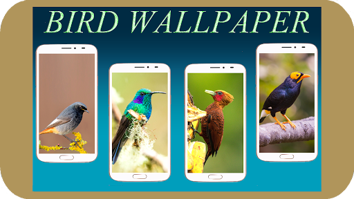 Bird Wallpaper HD - Image screenshot of android app