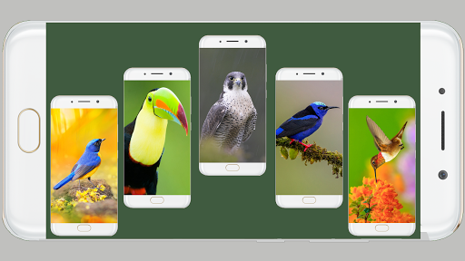 Bird Wallpaper HD - Image screenshot of android app