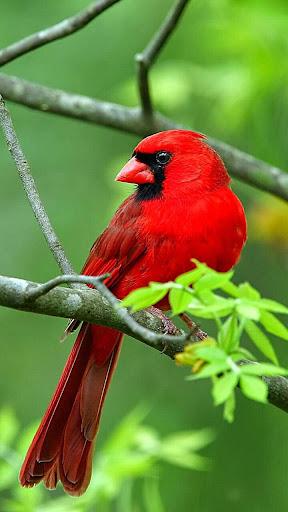 Birds Live Wallpaper - عکس برنامه موبایلی اندروید