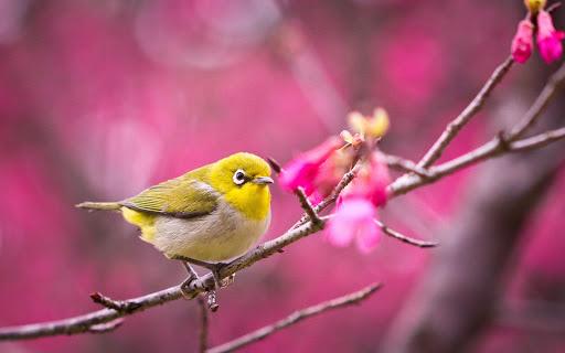 Birds Live Wallpaper - عکس برنامه موبایلی اندروید