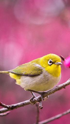 Birds Live Wallpaper - عکس برنامه موبایلی اندروید