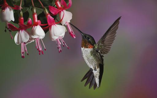 Birds Live Wallpaper - عکس برنامه موبایلی اندروید
