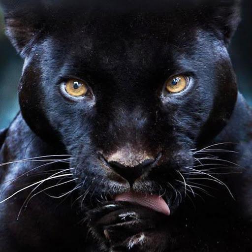 Black Panther Live Wallpaper - Image screenshot of android app