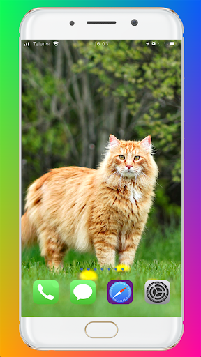 Cat Wallpaper HD - Image screenshot of android app