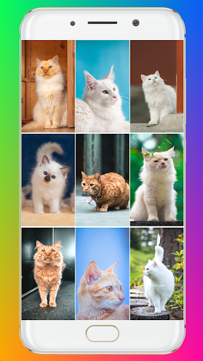 Cat Wallpaper HD - Image screenshot of android app