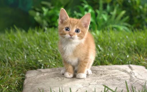 Cat Kittens Live Wallpaper - عکس برنامه موبایلی اندروید