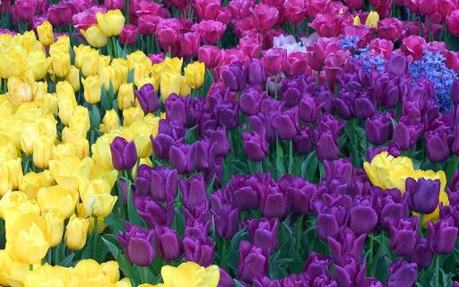 Colorful Tulips Live Wallpaper - Image screenshot of android app